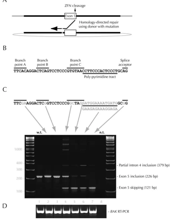 Figure 1. Alteration of BAX pre-mRNA splicing in response to mutagenesis of key cis regulatory splicing sequences