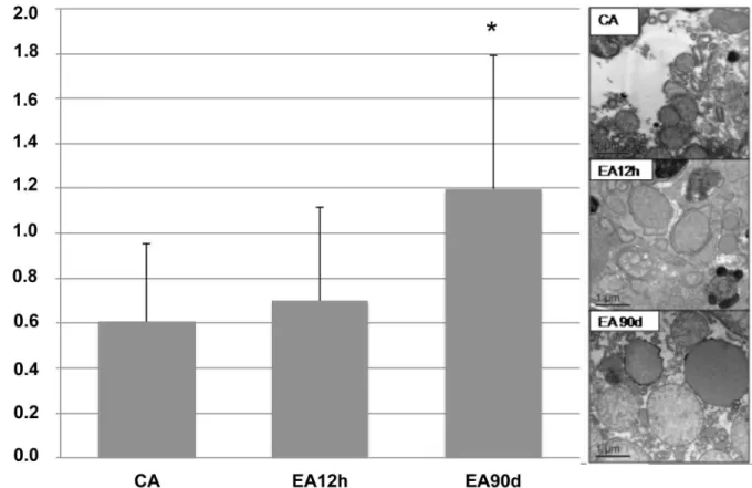 Fig 3. Mitochondrial morphometry of liver samples from control and treated animals. Electron micrographs show hepatocyte mitochondria area (µm 2 ) in control animal (CA) (n=1) and experimental animals euthanized 12 hours after magnetic nanoparticle adminis
