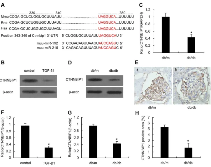 Figure 2. CTNNBIP1 is a potential miR-192/215 target. (A) Sequence alignment of miR-192/215 and predicted binding sites in the 3’-UTR of CTNNBIP1 (http://www.targetscan.org)