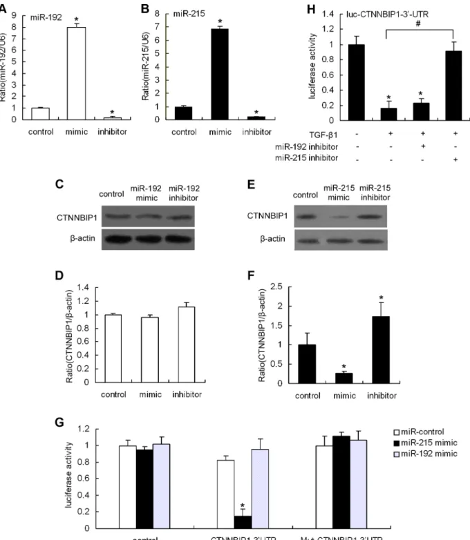 Figure 3. CTNNBIP1 is a direct target gene of miR-215. MMCs were treated with an miR-192 mimic (100 nM), an miR-192 inhibitor (100 nM) or the miR-control (100 nM) for 24 hours, miR-192 levels were determined by qRT-PCR (A), and subsequently analyzed for th