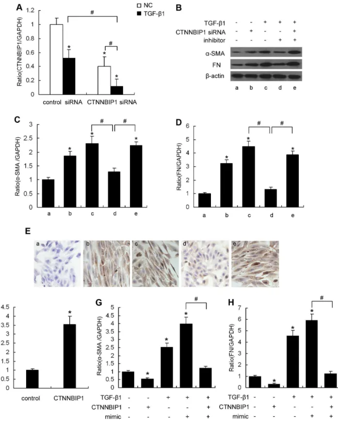 Figure 5. CTNNBIP1 is involved in miR-215-mediated MMC phenotypic transition. (A) MMCs were transfected with control siRNA (30 nM) or CTNNBIP1 siRNA (30 nM), and TGF-b1 (10 ng/ml) was added to indicated group at 12 hour after transfection