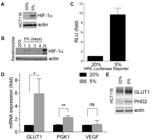 Figure 1. Physiological oxygen tensions induce HIF-1 a expression and activity. (A) Western blot showing the protein levels of HIF-1a in HCT116