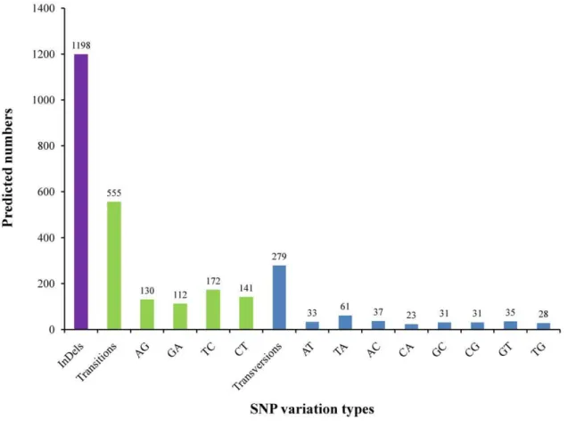 Figure 5. Distribution of putative single nucleotide polymorphisms (SNP) and indels in M 