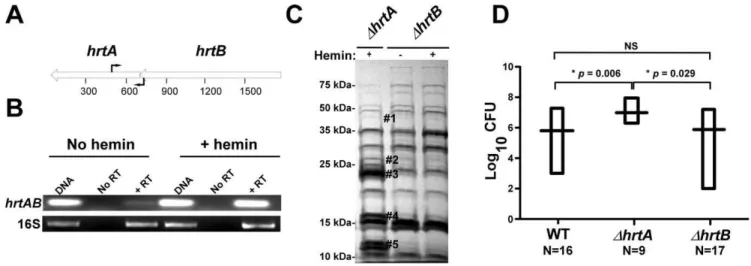 Figure 2. Loss of HrtB alone does not affect protein secretion or virulence in mice. (A) Diagrammatic representation of the hrtAB locus; the relative positions of the primers used for RT-PCR are indicated by black arrows