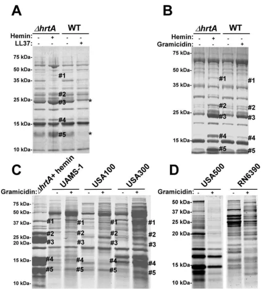 Figure 4. Membrane pore formation but not generalized membrane damage mimics the effect of hemin on DhrtA 