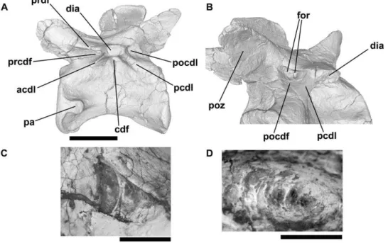 Figure 12. Plateosaurus , cervical and dorsal vertebrae. A–C: SMNS F65, cervical vertebra, left lateral view (A, CT rendering) and close-up of the right postzygapophyseal centrodiapophyseal fossa in posterolateral view showing foramina (B, CT rendering; C)