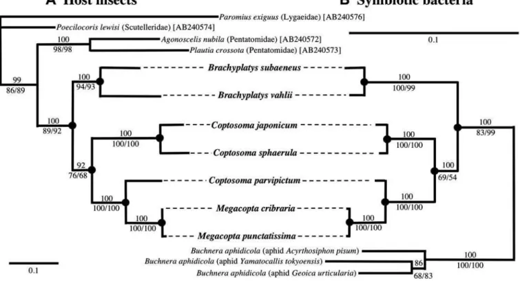 Figure 5 shows the comparison between the host phylogeny and the symbiont phylogeny of the plataspid stinkbugs