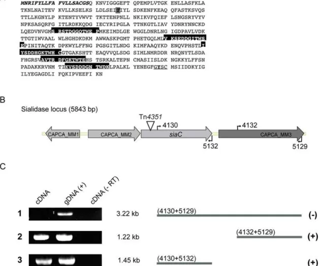 Figure 2. Identification of the Tn integration site and analysis of mRNA present in wt C