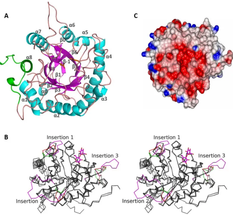 Fig 5. The structure of CelDZ1. (A) Folding of the CelDZ1α monomer is presented as a cartoon diagram and viewed from the solvent region towards the active site groove formed by the C-terminal ends of the β-strands of the (β/α) 8 -barrel
