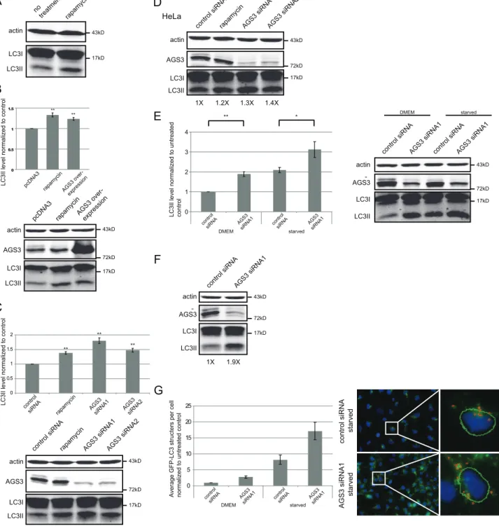 Figure 1. Both knock-down and over-expression of AGS3 lead to an increased LC3II level in HEK293 and HeLa cells