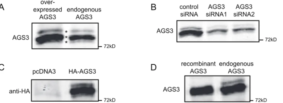 Figure 4. Characterization of the slowest-migrating species of AGS3 and its sensitivity to mTOR-dependent autophagy