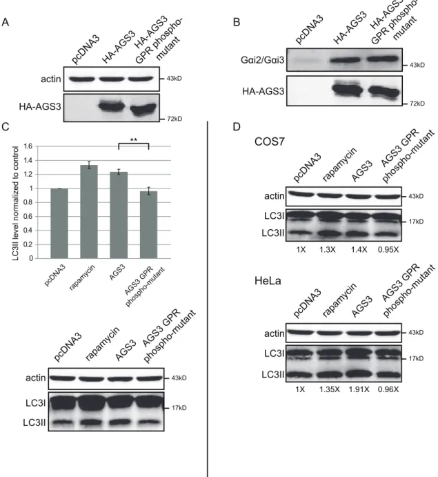Figure 5. Over-expression of the AGS3 phospho-mutant does not induce autophagy in HEK293 HeLa or COS7 cells