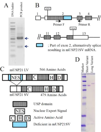 Figure 1. Identification of the USP21SV without Nuclear Export Signal. A) Total RNA from 10-week-old mouse liver was analyzed by RT-PCR using USP21 gene-specific primers