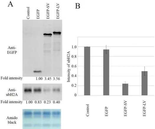 Figure 7. USP21SV is more active than USP 21LV in vivo. 293T cells were transfected either with EGFP-USP21SV, EGFP-USP21LV or EGFP as indicated