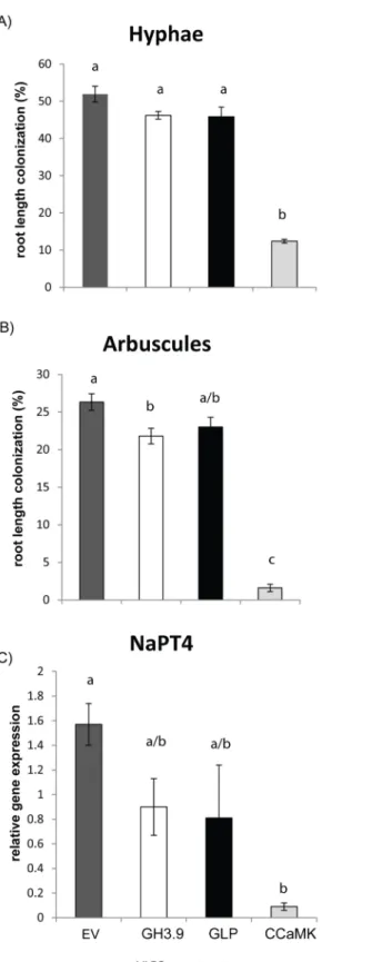 Fig 4. Root length colonization and expression of NaPT4 of virus-infected control plants (EV) and plants silenced for GH3.9, CCaMK and GLP after inoculation with R