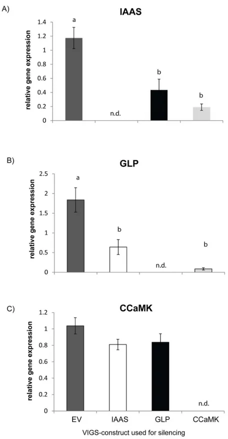 Fig 5. Transcript level of GH3.9, GLP and CCaMK analyzed by qPCR in virus-infected control plants (EV) and GH3.9, CCaMK and GLP-silenced plants