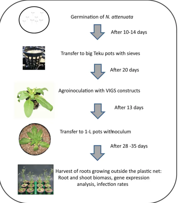 Fig 1. Experimental set-up for virus-induced gene silencing experiments to study the interaction between Nicotiana attenuata and arbuscular mycorrhizal fungi.