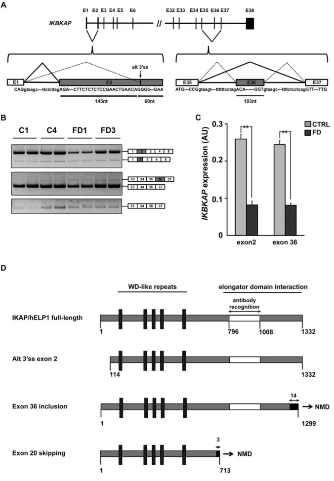 Figure 6. Expression and alternative splicing of IKBKAP mRNA at the extremities of the coding sequence