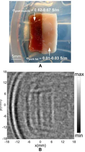 Figure 6. Biological tissue experiments. (A) Photograph of a fresh animal tissue sample composed of a piece of goat muscle and a piece of pork fat