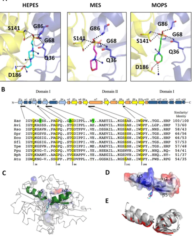 Figure 5. Ligand-binding site and interactions of the X. citri SsuA protein. (A) Ligand interactions of SsuA and HEPES, MES and MOPS.