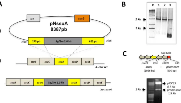 Figure 6. Construction of the X. citri ssuA -deleted mutant ( Xac::ssuA ) and complemented strain ( Xac::ssuAc )