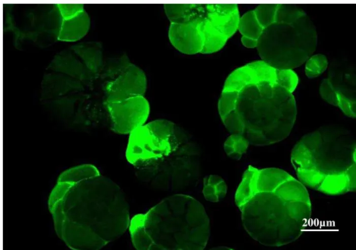 Fig. 1. Newly formed chambers are visible under fluorescent light as a result of the incorporation of calcein.