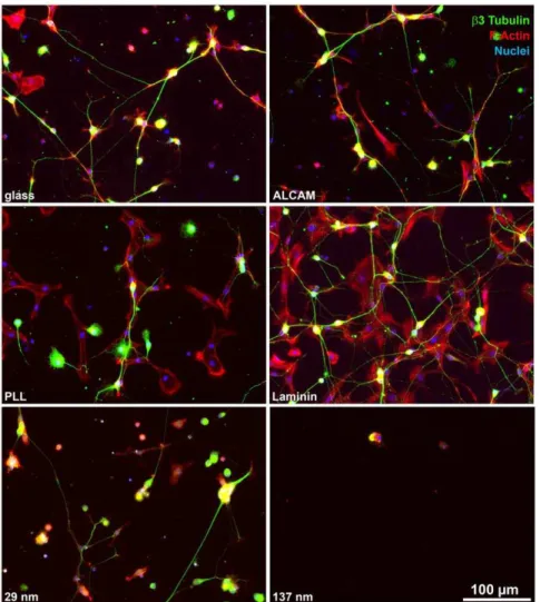 Figure 8. Adhesion of DRG cells to conventional substrates and nanopatterns. Immunofluorescence labeling shows neurons (identified by b3 tubulin staining) and non-neurons (visualized by F-actin labeling) attached to uncoated glass or glass coated with vari