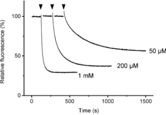 Figure 2. Time course of fluorescence change of a 3 b 3 c RW upon addition of ATP. MgATP was added at the times indicated by the arrowheads