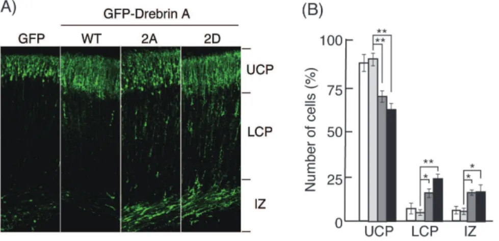 Figure 9. In utero migration of cortical neurons expressing drebrin WT, 2A, or 2D. (A) Plasmids encoding GFP, GFP-drebrin A-WT, -2A, or - -2D were introduced into embryonic cortical neurons at E14 by in utero electroporation