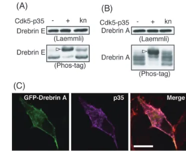 Figure 2. Drebrin is phosphorylated by Cdk5-p35 in cultured cells. GFP-tagged drebrin E (A) or A (B) was transfected with Cdk5-p35 or kinase-negative (kn) Cdk5-p35 in Neuro2A cells