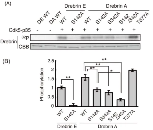Figure 4. In vitro phosphorylation of drebrin at Ser142 and Ser342 by Cdk5-p35. (A) Drebrin E, A, or their Ala mutants was incubated with Cdk5-p35 at 37 u C for 1 h in the presence of [c- 32 P]ATP