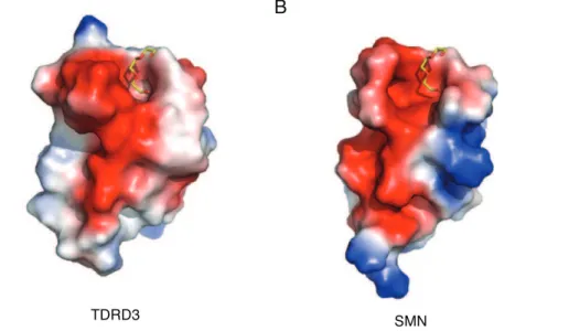 Figure 5. Surface representation of TDRD3 and SMN. (A) TDRD3 (B) SMN (PDB: 1MHN). The ligand is superimposed from the TDRD3-PG4 structure.