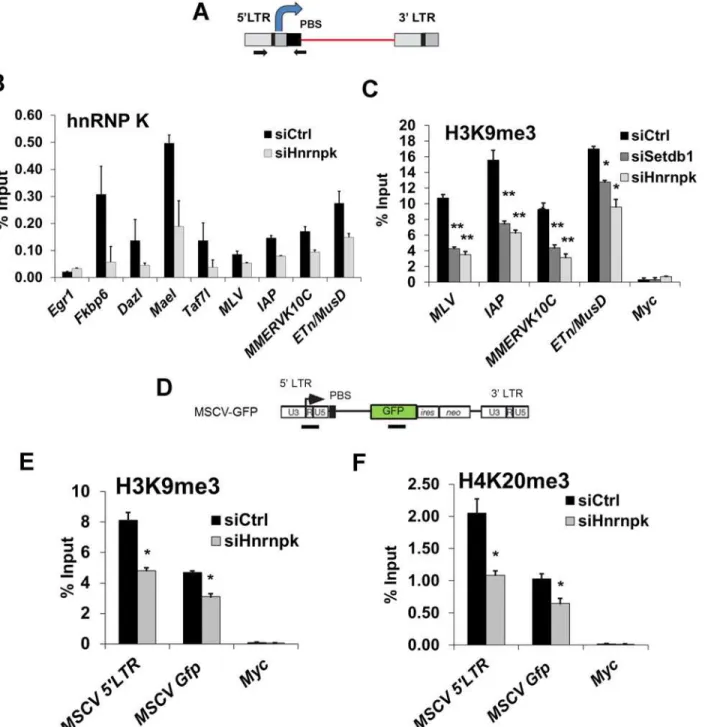 Figure 5. hnRNP K is bound at ERVs and is required for H3K9me3 deposition at proviral chromatin