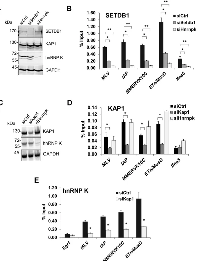Figure 6. hnRNP K is required for SETDB1 but not KAP1 recruitment to ERVs. (A) Western blot analysis of SETDB1, KAP1 and hnRNP K in TT2 cells transfected with control, Setdb1 or Hnrnpk siRNAs at 24 h post-transfection