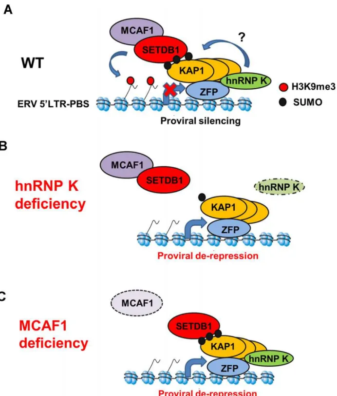 Figure 8. Model for SETDB1/KAP1-mediated proviral silencing pathway. (A) In wt mESCs, KRAB-ZFPs recruit KAP1 subunits and unmodified KAP1 recruits hnRNP K