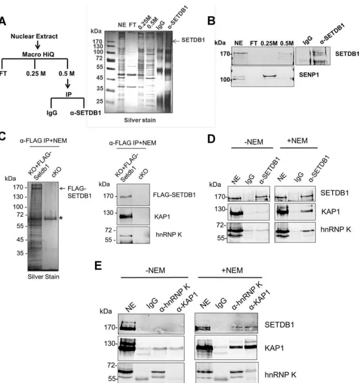 Figure 1. hnRNP K is associated with SETDB1 and KAP1 in mESCs. (A) IP scheme to identify SUMO-dependent binding partners of SETDB1 and silver stained gel showing protein content of the indicated fractions