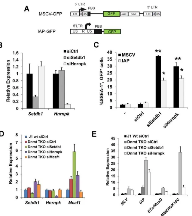 Figure 3. siRNA knockdown of hnRNP K results in de-repression of proviral reporters and ERVs