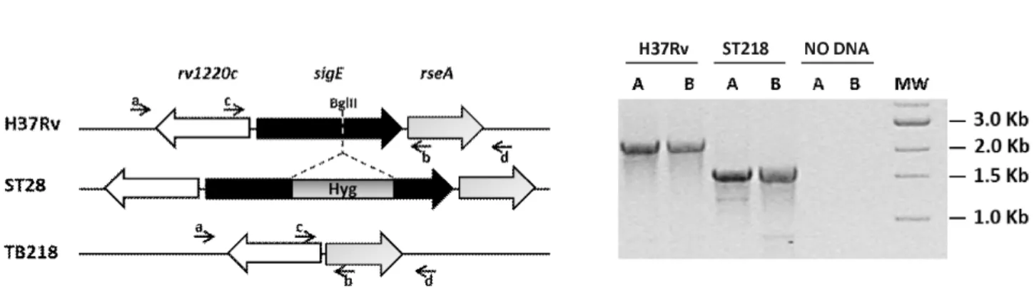 Figure 1. Construction of the sigE mutants. A) Schematic representation of sigE::hyg mutant (ST28) and of unmarked sigE mutant TB218