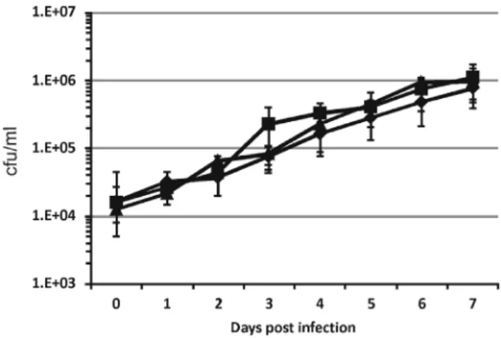 Figure 4. Growth of M. tuberculosis H37Rv and of the sigE TB218 mutant in alveolar epithelial cells A549