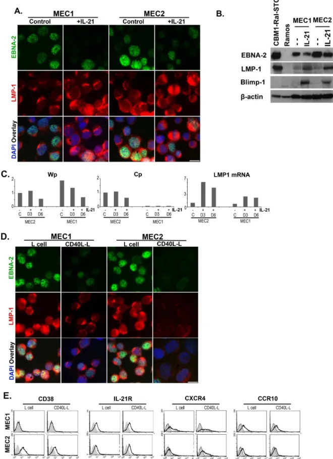Figure 2. The effect of IL-21 and CD40L exposure on MEC1 and MEC2 cells. Expression of EBNA-2 and LMP-1 in IL-21 treated cells (A, B)