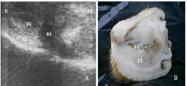Figura  3:  Ultrassonografia  de  testículo  caprino  com  degeneração  testicular  (A)  apresentando  áreas  hiperecóicas  (ahe)  no  testículo  direito  (td),  mas  com  dificuldade  de  visualização  do  epidídimo, resultando em área de sombra (as) em v