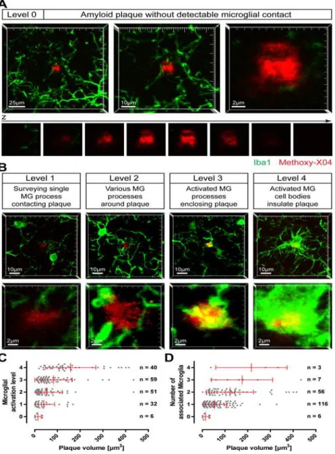 Fig 1. Activation of microglia by small amyloid plaques. On brain slices of 12-month- old APP-PS1(dE9) mice microglial cells were immunohistochemically labelled for Iba1 (green) and amyloid plaques were stained with Methoxy-X04 (red)