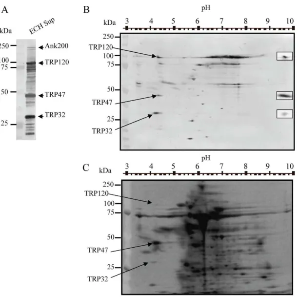 Figure 1. Separation and purification of E. chaffeensis secreted major immunoreactive proteins by one-dimensional and two- two-dimensional gel electrophoresis (2-DE)