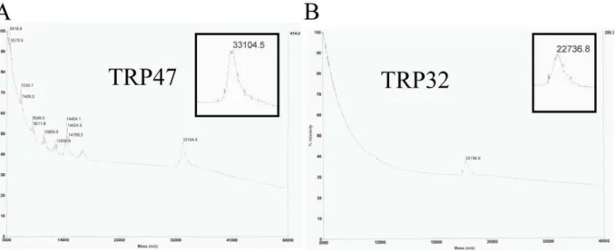 Table 1. Molecular mass determinations of E. chaffeensis TRP47 and TRP32 by MALDI-TOF.