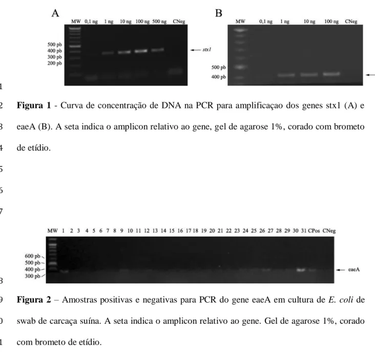 Figura  1  - Curva de concentração de DNA na PCR para amplificaçao dos genes stx1 (A) e 2 