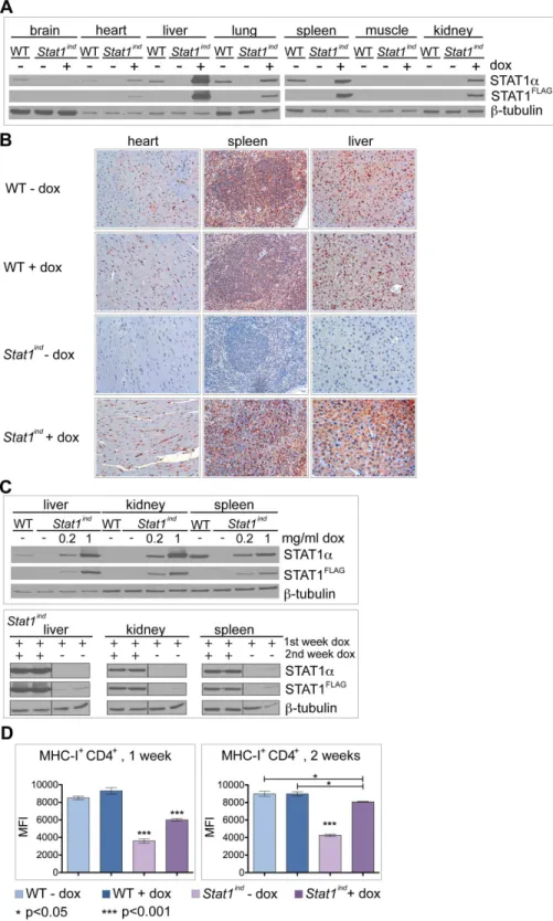 Figure 4. STAT1 FLAG levels in organs and MHC-I expression on splenocytes. A, C) WT and Stat1 ind mice were treated with (i) 1 mg/ml dox in the drinking water for three days (A), (ii) 0.2 mg/ml or 1 mg/ml dox for two weeks (C, upper panel) or (iii) for 1 w