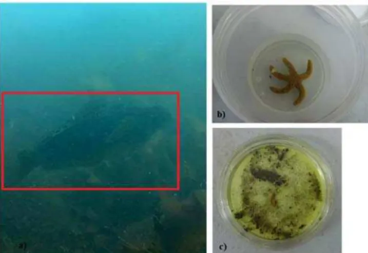Fig. 6.  AUV’s sampling results at Antarctica:  a) tracking an Antarctic fish,  b) collected starfish, c) sediment sample