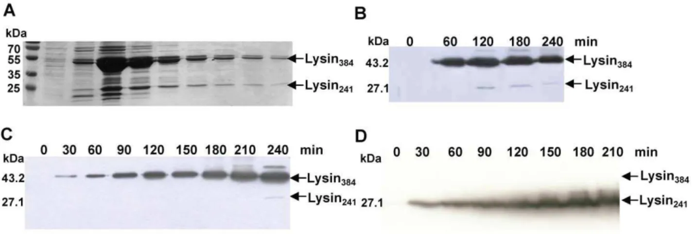 Figure 2. Time course of Lysin 384 and Lysin 241 synthesis during Ms6 infection of M. smegmatis 