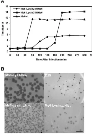 Figure 5. Both Lysin 384 and Lysin 241 are required for efficient host cell lysis. A. One step growth curves of Ms6 and lysin-mutant derivatives