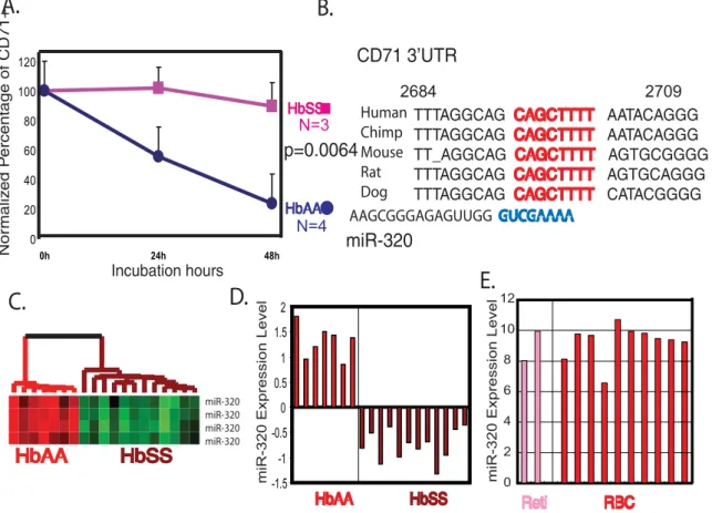 Figure 4. CD71 downregulation during terminal differentiation is defective in HbSS reticulocytes and is a potential mRNA candidate for miR-320 regulation